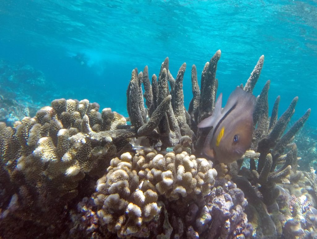 Rainbow-Reef, Taveuni